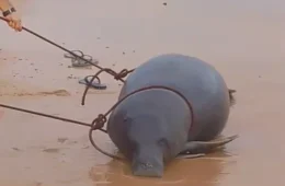 Peixe-boi é encontrado morto na praia do Chapéu Virado, em Mosqueiro