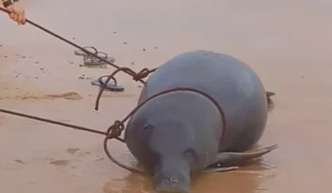 Peixe-boi é encontrado morto na praia do Chapéu Virado, em Mosqueiro