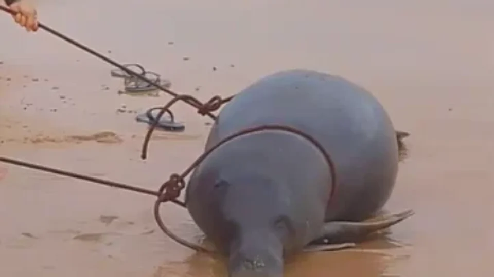 Peixe-boi é encontrado morto na praia do Chapéu Virado, em Mosqueiro