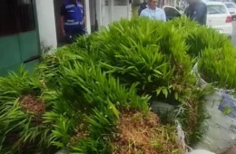 Caroços de açaí descartados irregularmente “brotam” no meio do asfalto na Cremação, em Belém