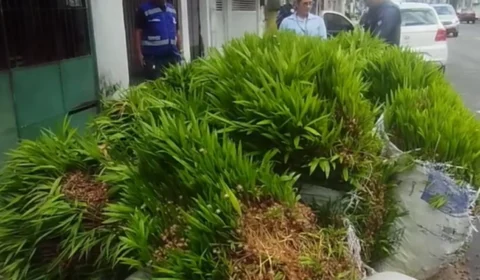 Caroços de açaí descartados irregularmente “brotam” no meio do asfalto na Cremação, em Belém