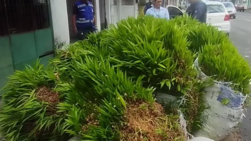 Caroços de açaí descartados irregularmente “brotam” no meio do asfalto na Cremação, em Belém