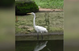 Morte após contato com fezes de aves em Belém levanta alerta