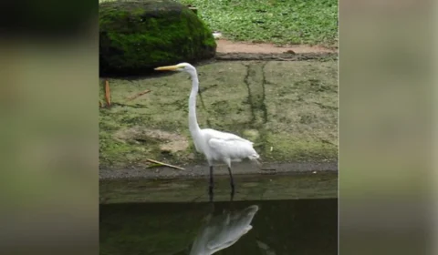 Morte após contato com fezes de aves em Belém levanta alerta