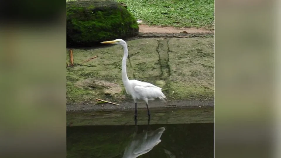 Morte após contato com fezes de aves em Belém levanta alerta