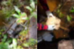 Corpo esquartejado é encontrado em área rural de Viseu