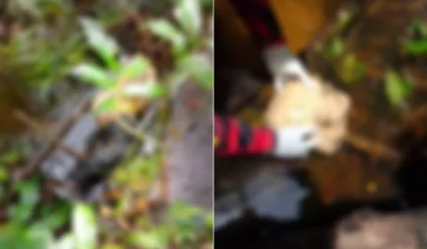 Corpo esquartejado é encontrado em área rural de Viseu