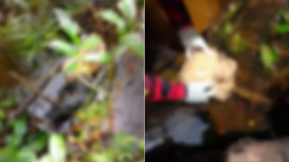 Corpo esquartejado é encontrado em área rural de Viseu