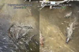 Vídeo mostra grande concentração de jacarés em igarapé no Distrito Industrial
