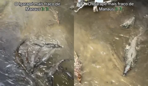 Vídeo mostra grande concentração de jacarés em igarapé no Distrito Industrial