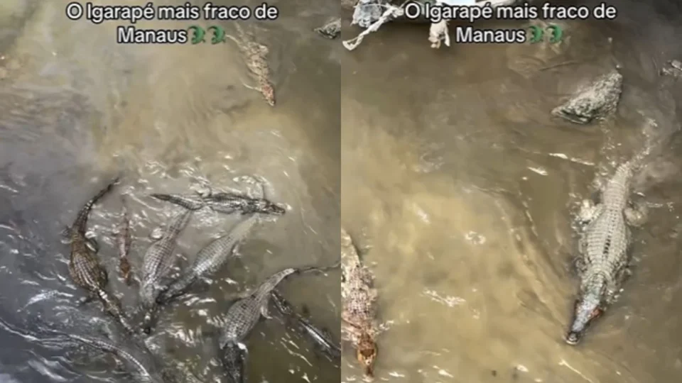 Vídeo mostra grande concentração de jacarés em igarapé no Distrito Industrial