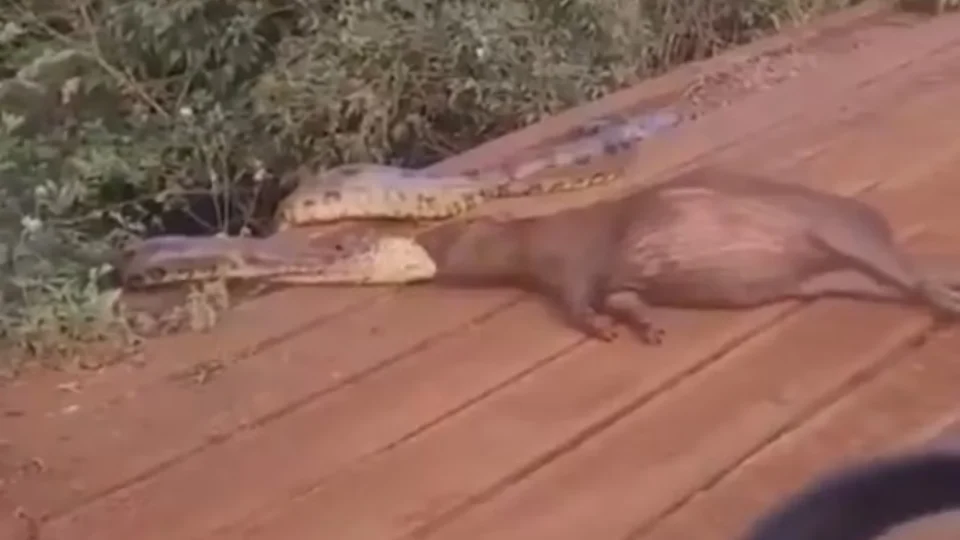 Veja o vídeo: Sucuri tenta devorar capivara às margens de córrego em Mato Grosso do Sul