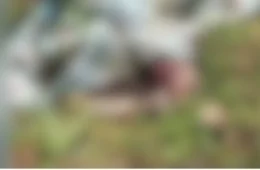 Vídeo forte: Urubus devoram corpo de vítima de morte natural e familiares cobram respostas do IML no AM