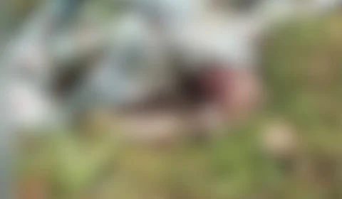 Vídeo forte: Urubus devoram corpo de vítima de morte natural e familiares cobram respostas do IML no AM