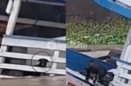 VÍDEO: Cachorro escapa de embarcação durante naufrágio em meio à forte chuva em Manacapuru
