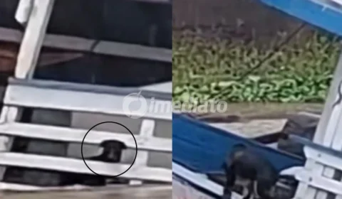 VÍDEO: Cachorro escapa de embarcação durante naufrágio em meio à forte chuva em Manacapuru