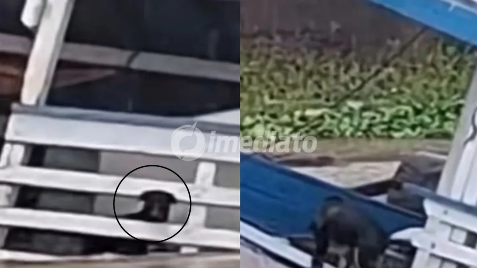 VÍDEO: Cachorro escapa de embarcação durante naufrágio em meio à forte chuva em Manacapuru
