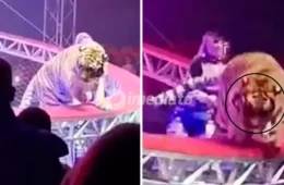VÍDEO: Tigre escapa de arena de circo e invade platéia após queda de rede de proteção e assusta público