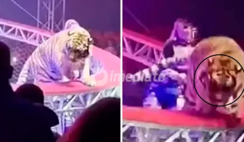 VÍDEO: Tigre escapa de arena de circo e invade platéia após queda de rede de proteção e assusta público