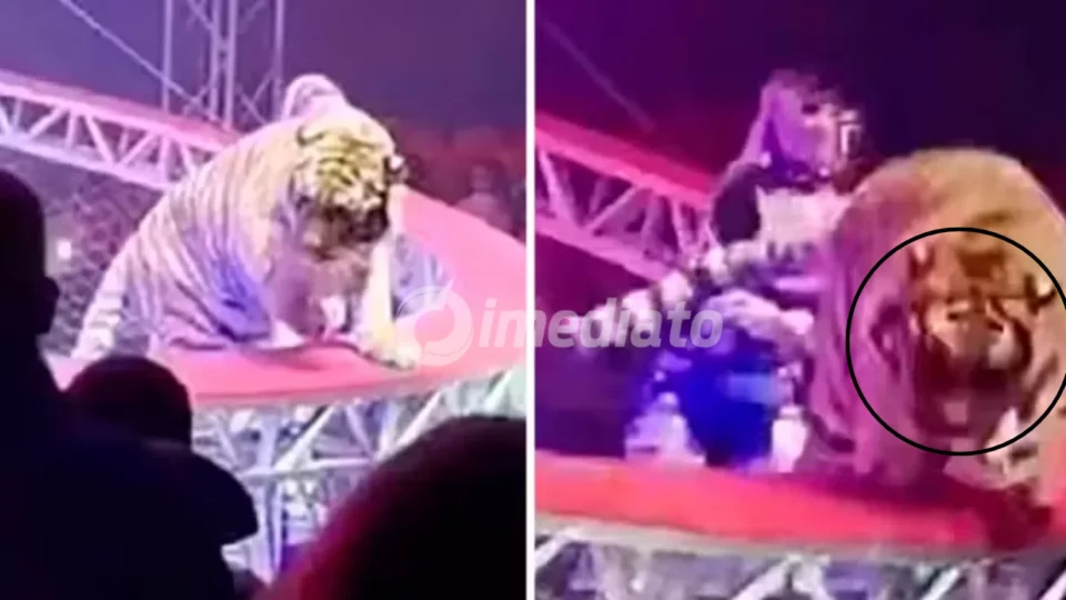 VÍDEO: Tigre escapa de arena de circo e invade platéia após queda de rede de proteção e assusta público