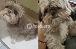 Família de Manaus oferece recompensa em busca da cadelinha Shih-tzu desaparecida no bairro Cidade Nova