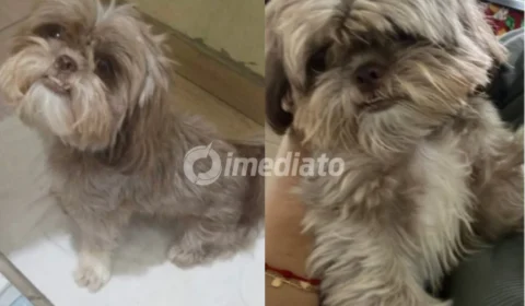 Família de Manaus oferece recompensa em busca da cadelinha Shih-tzu desaparecida no bairro Cidade Nova