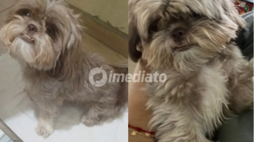 Família de Manaus oferece recompensa em busca da cadelinha Shih-tzu desaparecida no bairro Cidade Nova