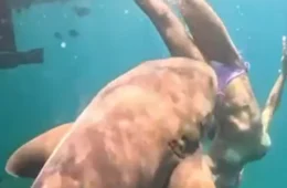 VEJA VÍDEO: Novo ângulo mostra mordida de tubarão em advogada durante mergulho em Noronha
