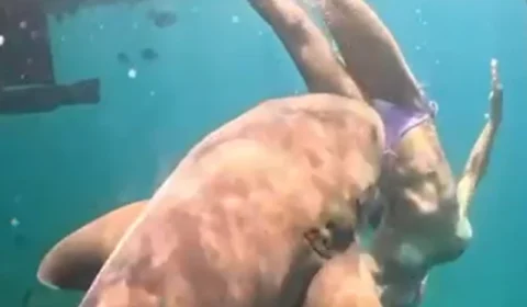 VEJA VÍDEO: Novo ângulo mostra mordida de tubarão em advogada durante mergulho em Noronha