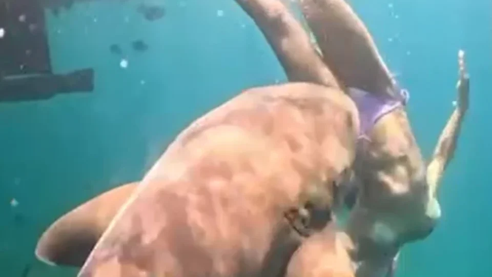 VEJA VÍDEO: Novo ângulo mostra mordida de tubarão em advogada durante mergulho em Noronha