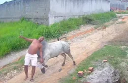 Vídeo: Homem é arremessado após levar cabeçada de boi solto em rua de Pernambuco