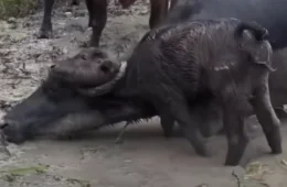 Filhote de búfalo fica preso em chifre de outro animal no Marajó, no Pará