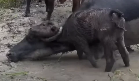 Filhote de búfalo fica preso em chifre de outro animal no Marajó, no Pará