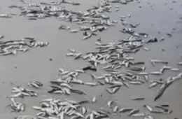 Peixes mortos aparecem na praia do Atalaia, em Salinópolis.