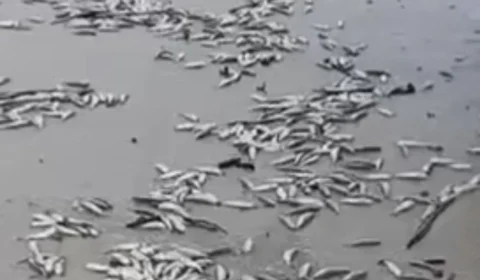 Peixes mortos aparecem na praia do Atalaia, em Salinópolis.