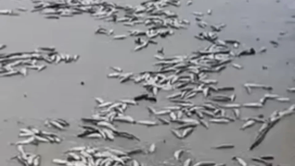 Peixes mortos aparecem na praia do Atalaia, em Salinópolis.