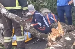 Queda de árvore deixa homem ferido na PA-391