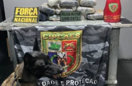 Mulher é presa com mais de 11 kg de skunk durante fiscalização em embarcação no Amazonas