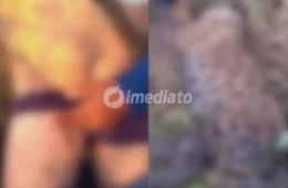VEJA VÍDEO: Homem sobrevive a ataque de onça-pintada e mata animal em Autazes, no Amazonas