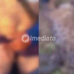 VEJA VÍDEO: Homem sobrevive a ataque de onça-pintada e mata animal em Autazes, no Amazonas