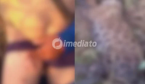 VEJA VÍDEO: Homem sobrevive a ataque de onça-pintada e mata animal em Autazes, no Amazonas