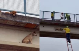 Vídeo: Cachorro ‘caramelo’ é resgatado após ficar preso em passarela de rodovia em Santa Catarina