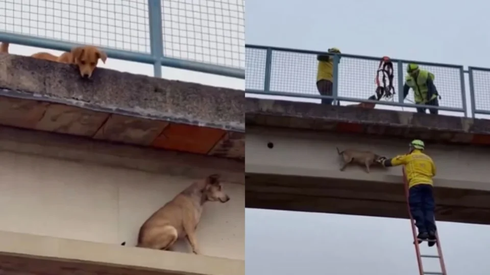 Vídeo: Cachorro ‘caramelo’ é resgatado após ficar preso em passarela de rodovia em Santa Catarina