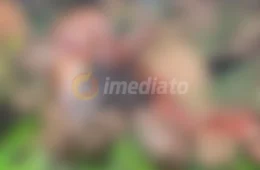 Imagem forte: Veja como ficou o corpo de homem após ser linchado por vizinhos após matar ex-companheira a facadas