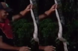 VÍDEO: Morador se surpreende ao encontrar jiboia dentro da própria casa, no Amazonas