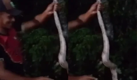 VÍDEO: Morador se surpreende ao encontrar jiboia dentro da própria casa, no Amazonas