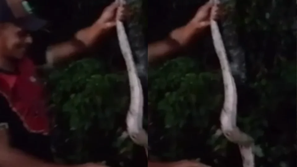 VÍDEO: Morador se surpreende ao encontrar jiboia dentro da própria casa, no Amazonas
