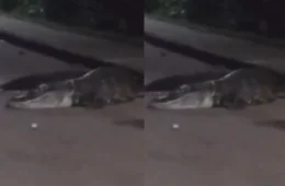 VÍDEO: Jacaré de grande porte é flagrado atravessando estrada no Amazonas e surpreende motoristas