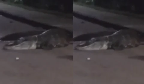 VÍDEO: Jacaré de grande porte é flagrado atravessando estrada no Amazonas e surpreende motoristas