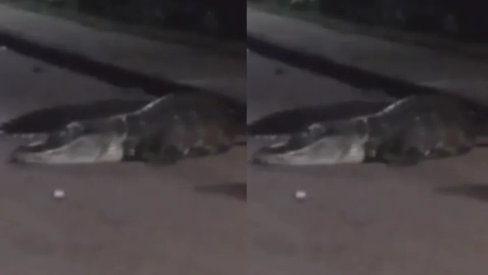 VÍDEO: Jacaré de grande porte é flagrado atravessando estrada no Amazonas e surpreende motoristas